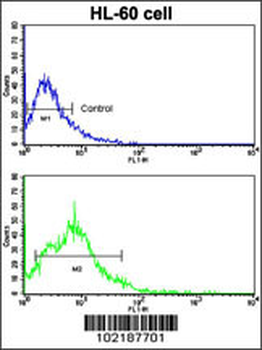 BACE2 Antibody (Center)
