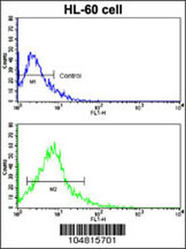 ACE2 (SARS Receptor) Antibody (Center)