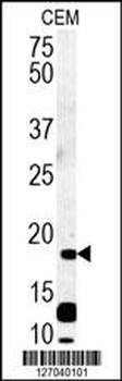 RCL Antibody (N-term)