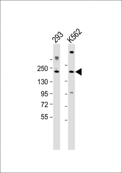 CUX1 Antibody (C-term)