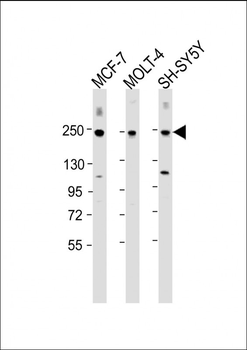 CUX1 Antibody (C-term)