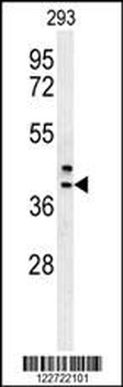CAMLG Antibody (Center)