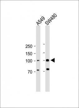 RASGRP1 Antibody (Center)