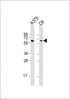 SOX10 Antibody (Center)
