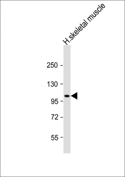 ATP1A2 Antibody (Center)