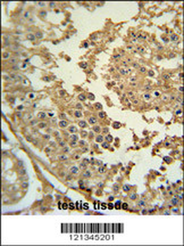 SYN3 Antibody (Center)