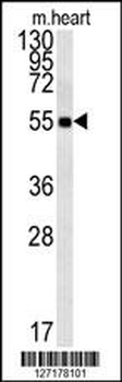 FAM105B Antibody (Center)