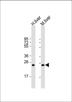 HABP2 Antibody (C-term)