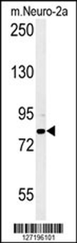 CPEB4 Antibody (N-term)