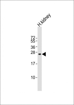 REG3G Antibody (Center)