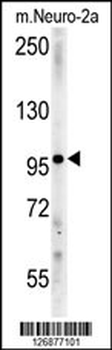 IPO9 Antibody (N-term)
