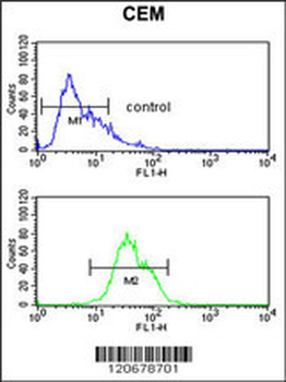 ITGA5 Antibody (C-term)