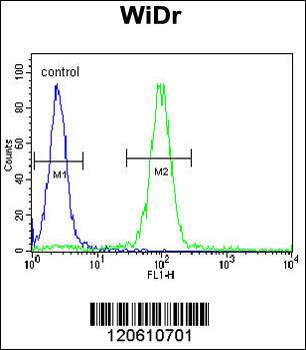 MEIS2 Antibody (Center D269)