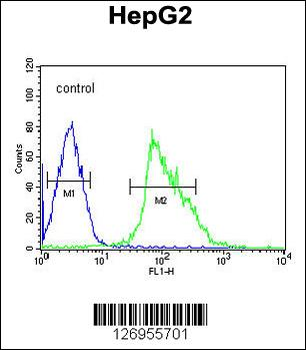 USP17L24 Antibody (C-term)