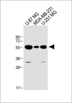 USP17L24 Antibody (C-term)