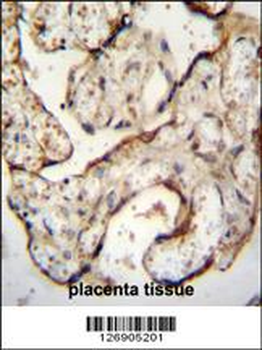 EGFR-S1026 Antibody (C-term)