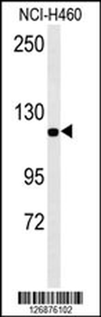 IPO7 Antibody (N-term)
