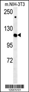 IPO7 Antibody (N-term)