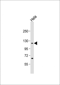 IPO7 Antibody (N-term)