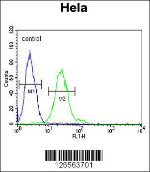 TRMT11 Antibody (C-term)