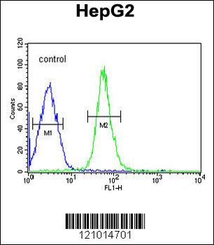 HMGA2 Antibody (C-term)