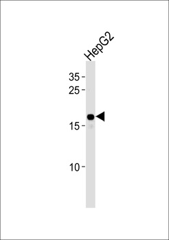 HMGA2 Antibody (C-term)
