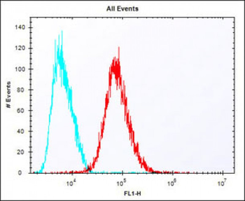 IDUA Antibody (Center)