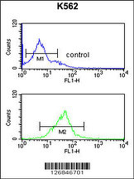 EIF3G Antibody (Center)