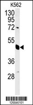 EIF3G Antibody (Center)