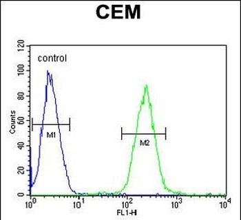 STAMBPL1 Antibody (Center)