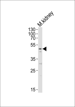MYLIP Antibody (Center)