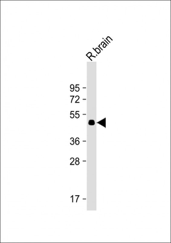 MYLIP Antibody (Center)