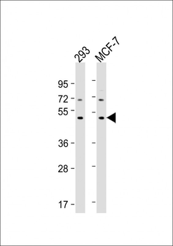 MYLIP Antibody (Center)