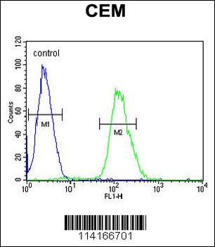 Tnks 2 Antibody (C-term)
