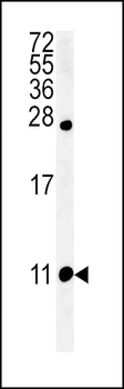 NPFF Antibody (C-term)