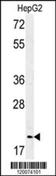 GMNN Antibody (Center Y111)
