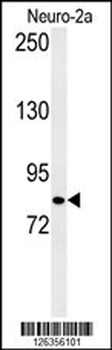 CQ028 Antibody (C-term)