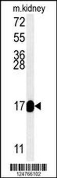 RT33 Antibody (C-term)