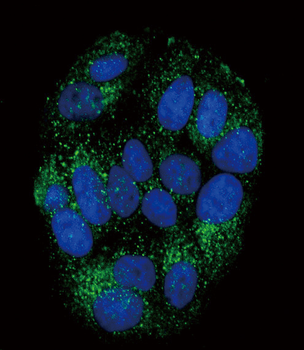 PYY Antibody (C-term)