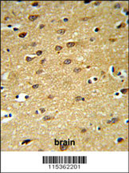 LINGO-1(LRRN6A)-S596 (C-term) Antibody