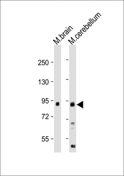 LINGO-1(LRRN6A)-S596 (C-term) Antibody