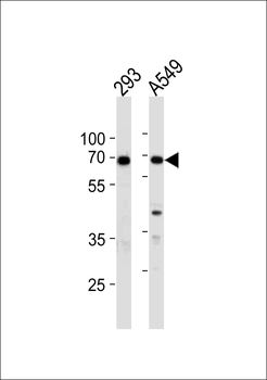 XRCC6 Antibody (Center)