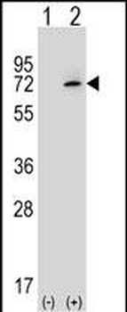 XRCC6 Antibody (C-term)