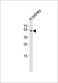 FOLH1 Antibody (Center)