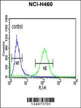 RAB27B Antibody (C-term)