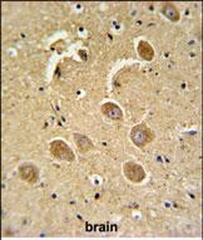 CASP3(Asp175) Antibody