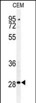 CASP3(Asp175) Antibody