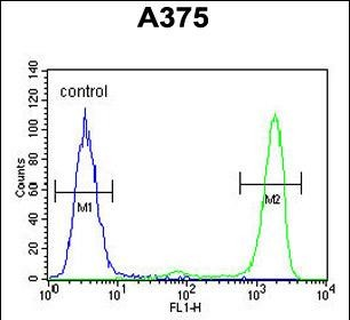 ITPA Antibody (N-term)
