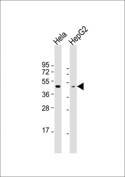 OPN1MW Antibody (N-term)