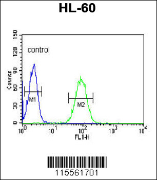 NASP Antibody (N-term)